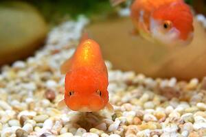 Por qué los populares peces dorados se están convirtiendo en “monstruos”