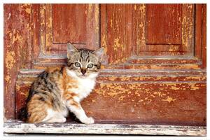 Aunque pueda parecer solo un comportamiento gracioso, en realidad, este tiene raíces profundas en la psicología felina