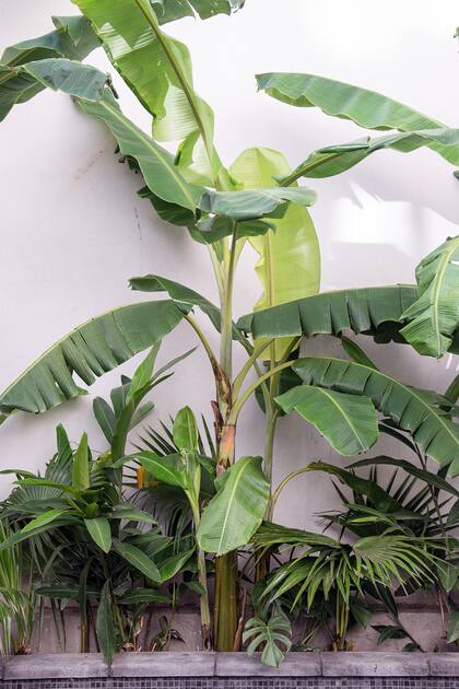 Aunque puede resultar difícil controlar su crecimiento, el bananero resuelve espacios donde no llega el sol