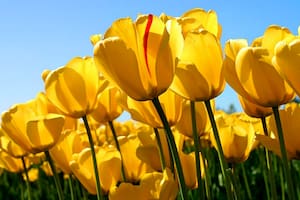 Día de la Primavera: las mejores frases y canciones para celebrar su llegada