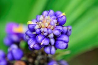 Las virtudes de la planta tropical que muchos confunden con una especia, pero no se come