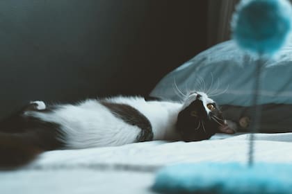 Aunque se suele considerar a los gatos como animales nocturnos, en realidad su actividad principal ocurre al amanecer y al atardecer