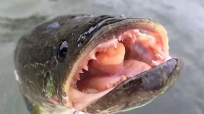 Aunque su mordida no es letal, muchas hembras pueden morder a los humanos para proteger a sus crias