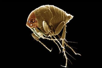 Aunque tiene varios nombres para identificarla, esta pulga milimétrica se llama científicamente Tunga penetrans