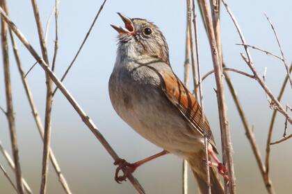 Aunque tienen un cerebro pequeño, la inteligencia de las aves es extraordinaria. Crédito: ABC.es