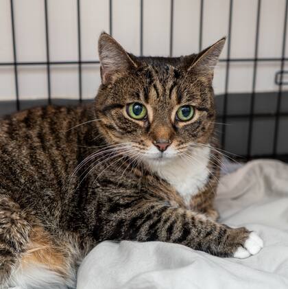 Aunque todavía está confundida por su nuevo entorno, Pumpkin es una gata muy dulce.