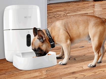 Aunque tradicionalmente estos elementos se han incorporado de manera separada en los alimentos para mascotas, hoy comienza a destacarse un ingrediente que los reúne en un solo producto: el micelio seco