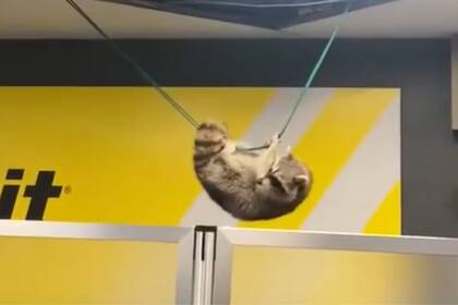 Aunque un poco confundido el animal logró salir ileso. (Canva X)