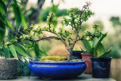 Aunque vivan en macetas, los bonsáis nunca dejan de ser árboles y necesitan sol, aire, lluvia y cambios de temperatura