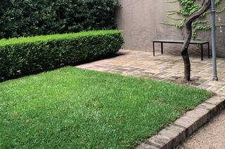 Gusanos blancos. La plaga de otoño que causa estragos en el césped