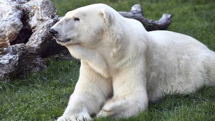 Aussie nació en Australia en 1985