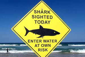 Buscan al tiburón blanco que mató al bañista en Sidney