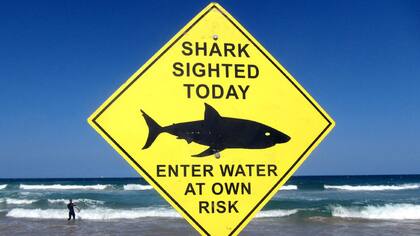 Australia desplegó un enorme operativo para atrapar el tiburón que asesinó a un hombre