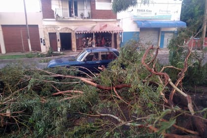 Autos aplastados por ramas, uno de los efectos del temporal