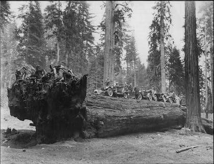 Autos sobre una sequoia gigante en un sector del National Park to Park Highway, un camino vehicular que existió para alentar la circulación de autos a comienzos del siglo pasado.