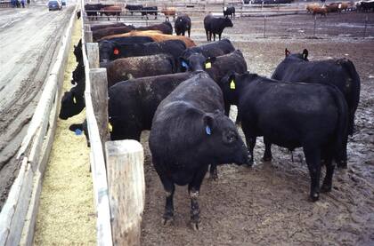 Avances en la alimentación animal