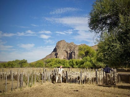 Avanza el programa regenerativo