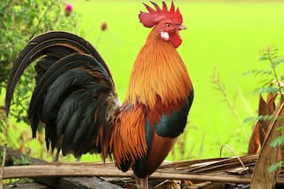 Gallos y gallinas, también una inspiración argentina