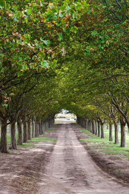 Avenida de de plátanos. Se puede observar el buen desarrollo y la poca distancia
de plantación.