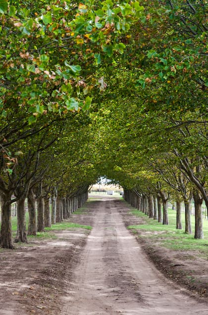 Avenida de acceso de plátanos. Se puede observar el buen desarrollo y la poca distancia
de plantación.