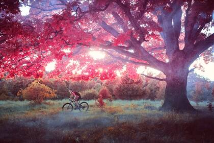 Simon Andreassen, de 22 años, está subiendo hacia la cima del mountain biking. En su primera temporada como profesional, se presenta como uno de los talentos a tener en el radar