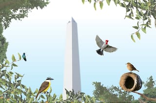 Identificá el canto de qué ave te despierta todas las mañanas o cuál se esconde en las antenas