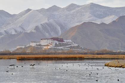 Aves en el humedal Lhalu, en Lhasa, en la region autónoma del Tibet, en el suroeste de China, el 7 de marzo de 2021. La Reserva Natural Nacional del Humedal Lhalu, conocida como "El Pulmón de Lhasa", se rejuvenece a medida que la temperatura se eleva.