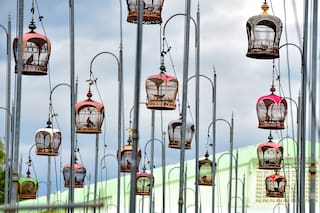 Baladas de pájaros cantores