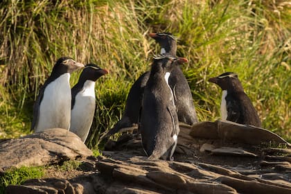 Aves marinas como el pingüino de penacho amarillo realizan viajes de alimentación desde las colonias de anidación en la Isla de los Estados hasta las aguas al este de la isla y Cuenca de los Yaganes