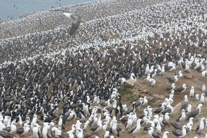 Aves marinas en la costa de Chile y el guano