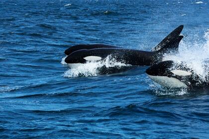 Avistaje de orcas