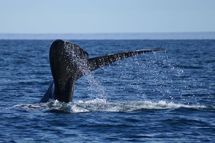 La Cantera, en Puerto Madryn, ideal para el avistaje de ballenas
