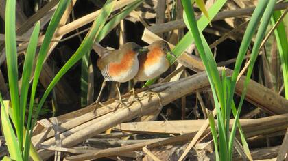 Avistaje de aves en Reserva Achalay: Burritos canela