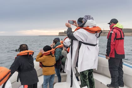 Avistaje de ballenas desde Puerto Pirámides