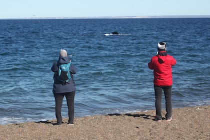Avistaje de ballenas en Playa El Doradillo, al norte de Puerto Madryn