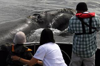 Récord de ballenas en Península Valdés desde hace 48 años