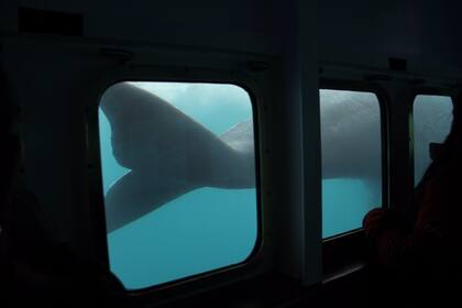 Los turistas disfrutan del avistaje submarino de ballenas en Puerto Pirámides, a bordo de la embarcación Yellow Submarine
