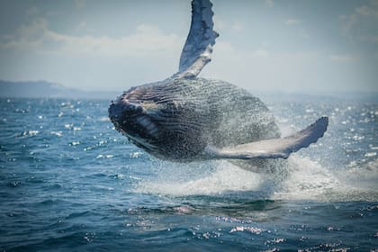 Avistaje de ballenas, otro de los atractivos de la región