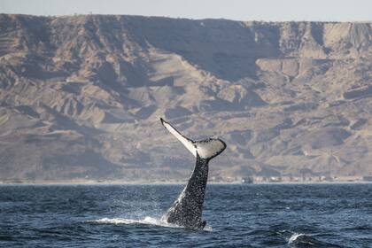 Avistaje de ballenas, una actividad que se realiza entre julio y octubre cuando los mamíferos migran hacia las costas norte de Perú para dar a luz