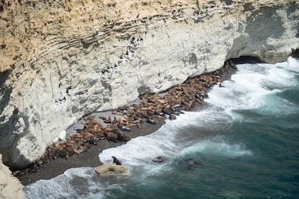 Avistaje de lobos marinos en Área Natural Protegida Punta Loma