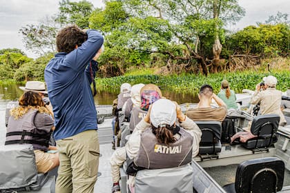Avistaje de yaguareté desde la lancha en Pantanal, Brasil