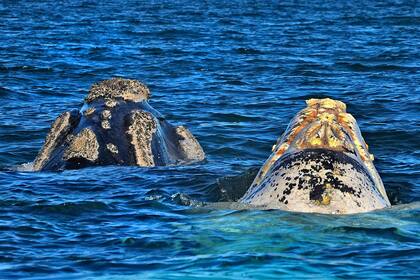 Ejemplares de la ballena franca austral se acercan a la costa para iniciar el ciclo de reproducción donde se aparean y dan a luz a sus crías