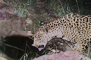 Avistamiento de un nuevo jaguar en Arizona indica avances en la recuperación de la especie