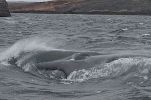 Avistaron una ballena azul en Chubut por primera vez