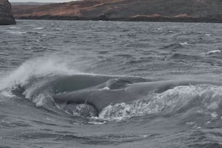 Avistaron una ballena azul en Chubut por primera vez