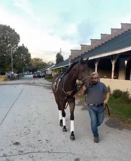 Awesome Hawaiian en el stud, paseando junto con su peón, tras ser recuperado y llegar al entrenamiento