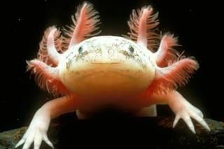 ¿Cuánto sabés sobre los animales más raros del mundo?