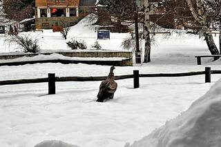 Un cóndor se paseó frente a turistas en el cerro Catedral y los expertos buscan entender la razón