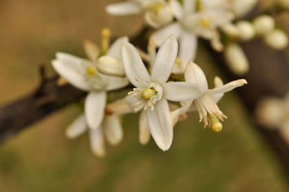 Azahar deriva etimológicamente de una palabra árabe que significa flor. Los azahares de los naranjos amargos (Citrus aurantica) que muchas veces vemos en las veredas tienen esencias tradicionalmente usadas en perfumería.
