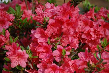 Azalea